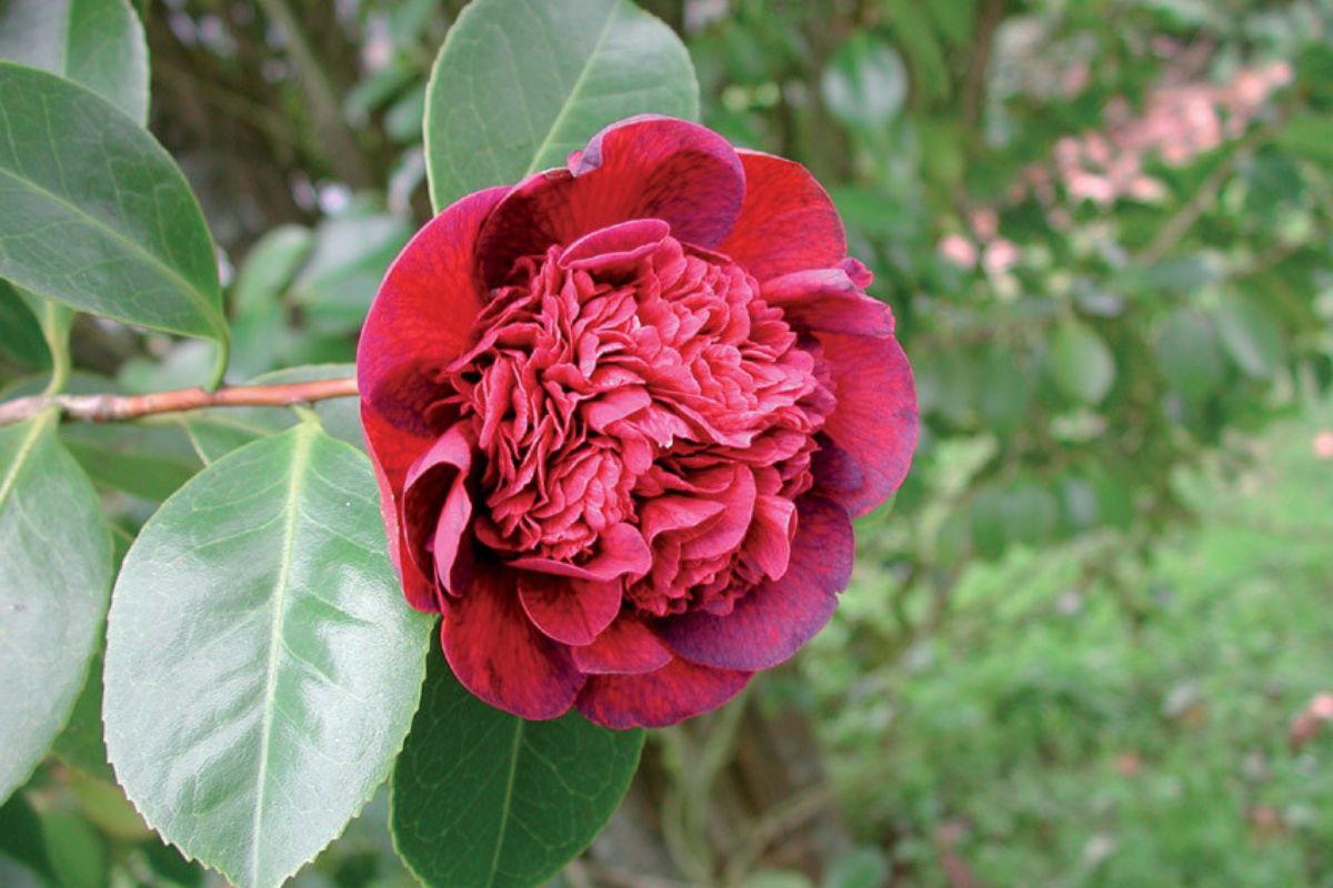 Espectacular ejemplar de Camelia en los jardines históricos de excelencia internacional de Galicia.