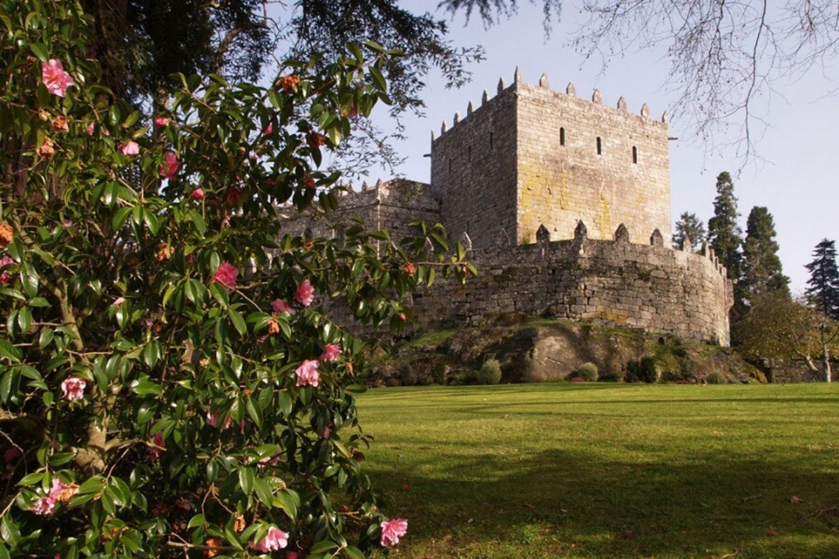 Camelias en plena floración en invierno en el Castillo de Soutomaior en Galicia.
